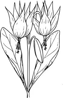 Lily clipart black and white, Picture #1551484 lily clipart 