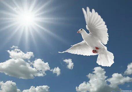 Белый голубь летит на фоне ясного неба - Картинки и аватары