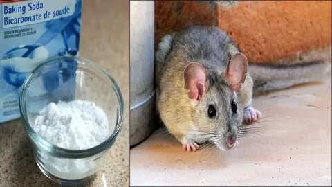 How to get rid of rats naturally fast at home, Killing rats 