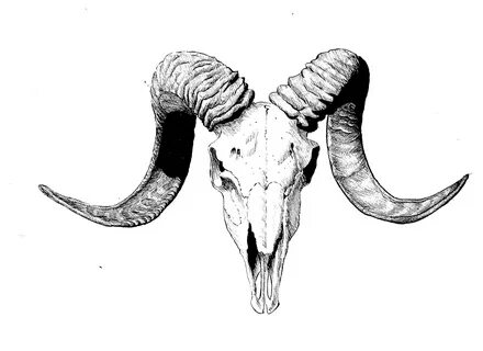 Ram Skull Drawing - Every day new 3d models from all over th