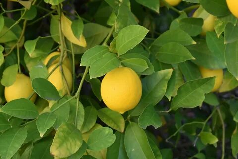 File:Lemon Tree 11 2017-11-21.jpg - Wikimedia Commons