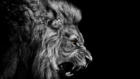 3840x2160 Black and White Lion 4K Wallpaper Free 4K Wallpape