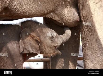 Young elephant suck up milk from mother Stock Photo. 
