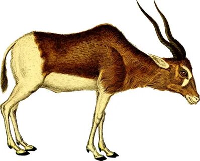 Antelope,cattle Like Mammal,springbok - Antelope Clipart - P