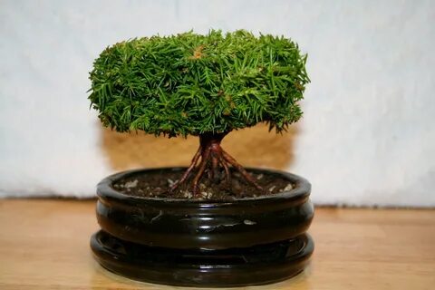 Yoji Bonsai Canada