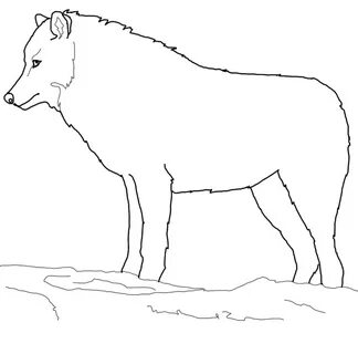 Drawing simple wolf in Arctic forest Coloring Pages - Wolf C