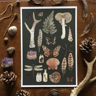 Natural History Collection Dark Edition giclee print A4 moth