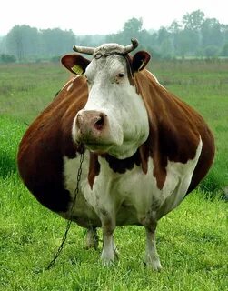 Obeastity - des animaux rendus obèses via photoshop - 2Tout2