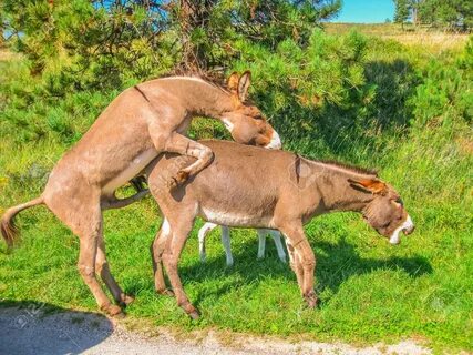 Side View Of Wild Donkeys Mating At Black Hills National For