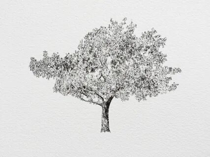 Claire Leach Tree illustration, Tree drawing, Tree tattoo