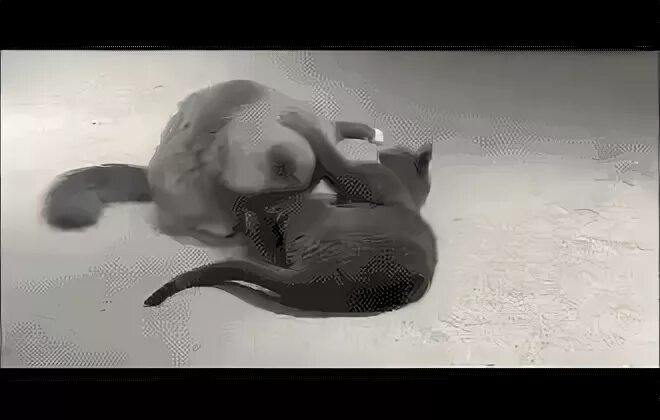 Cat fight fluffy GIF - Find on GIFER