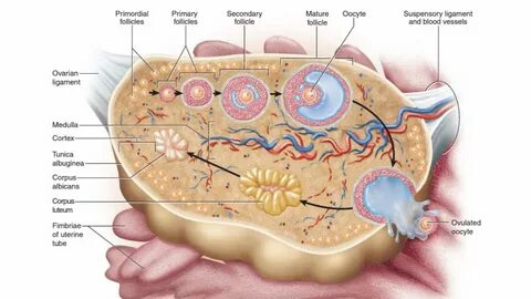 Histology of the Ovary - YouTube