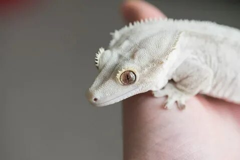 Tiger Crested Gecko Sunburst Fringemorphs