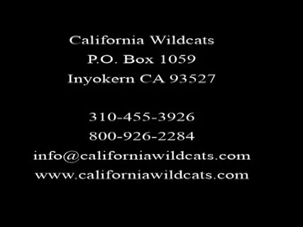 California Wildcats - CW217 Wild Things