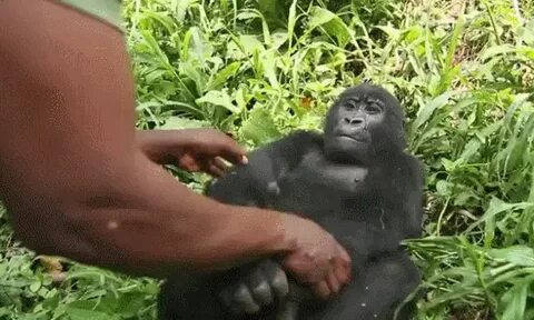 Гифка ребенок малыш горилла гиф картинка, скачать анимирован