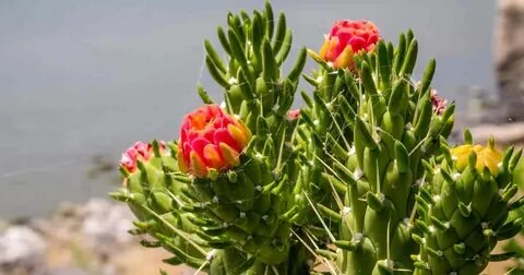 Eve's Needle Opuntia Subulata 6 inch cutting Austrocylindrop