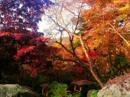 15 Top Places To See Autumn Leaves and Fall Foliage in Korea