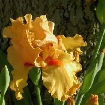 Photo of the bloom of Tall Bearded Iris (Iris 'Savannah Suns