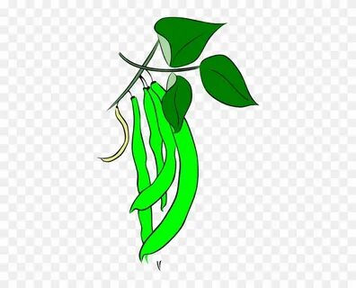 Green Bean Plant Clipart - Cartoon Picture Of Green Beans - 