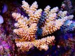 Amazing Colorful SPS Corals Under LED Lights REEF2REEF Saltw