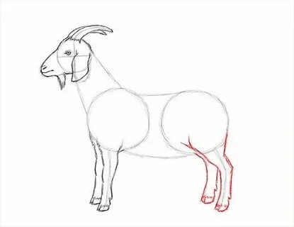 How to Draw a Goat : Step by Step Guide How to Draw Pencil d
