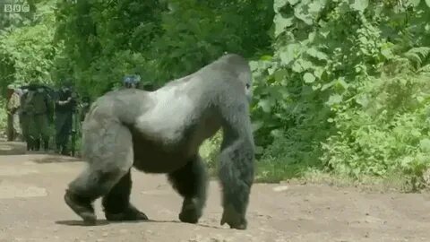 Proud Silverback Gorilla Stands in the Middle of the Road to
