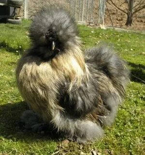 Color Cross Silkies BackYard Chickens - Learn How to Raise C