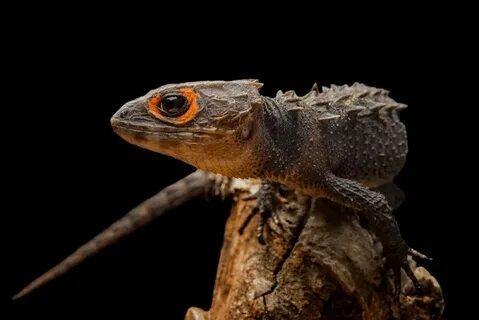Crocodile Skink - Facts and Beyond Biology Dictionary