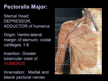 Classification of muscles of the trunk - ppt video online do