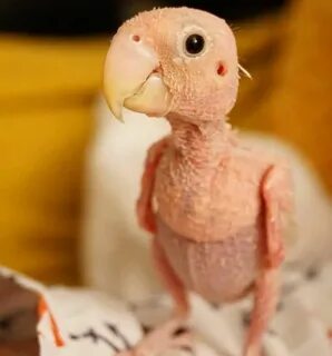 This Featherless Lovebird Is Actually So, So Cute in 2020 Bi