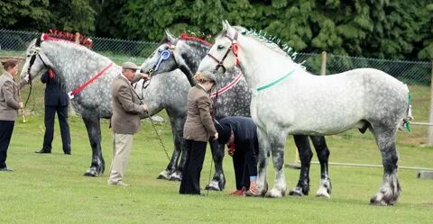 The Percheron Heavyhorses Org Uk - Madreview.net