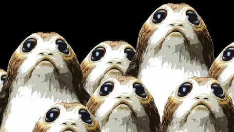 Star Wars: Porgs sind Papageientaucher, die die Crew nicht l