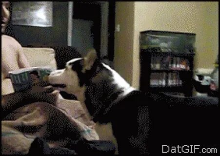 Idiot dogs that will crack you up (21 GIFs) - Steemit