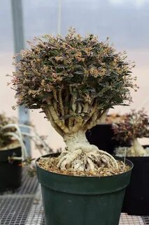Euphorbia capsaintemariensis Euphorbias in pots Cactus plant