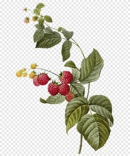 Free download Yellow and red berries illustration, Red raspb