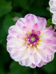 Drool-Worthy Dahlia Varieties for Every Garden and Bouquet -