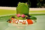 Page 7 frogs funny 1080P, 2K, 4K, 5K HD wallpapers free down