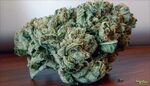Pandoras Box Marijuana Strain (Review)