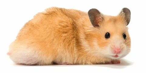 Information About Winter White Dwarf Hamster Care and Facts 