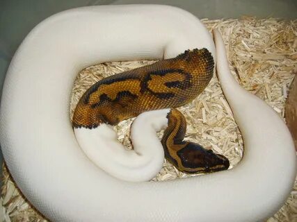 high or low white pied ball python