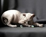 "Sphynx" Cats For Sale Chicago, IL #333637 Petzlover