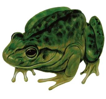 Frog Species in D&D 5e Campaign Backdrop World Anvil