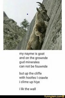 I lik the wall (With images) Animal poems, Funny animals, I 