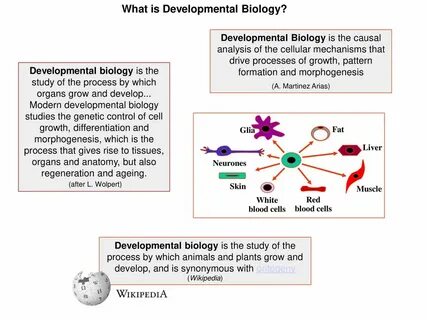 Why should we engage in Developmental Biology? - ppt downloa