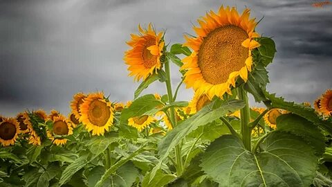 Colorado sunflowers 1920x1080 Jainudin blog