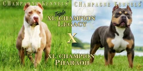 Chocolate Tri Color Pitbull Puppies for Sale - Through the t