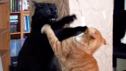 Epic cat fight - funny video - YouTube