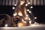 Pin by Rox ⭐ on ➰ Light it Up.... Christmas boudoir, Christm