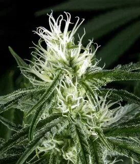 Green House Seeds Hawaiian Snow Семена Green Parrot - GreenP