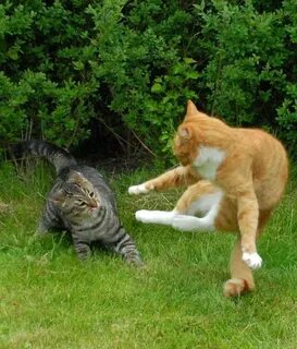 Cat fight Funny animals, Funny animal pictures, Funny cats